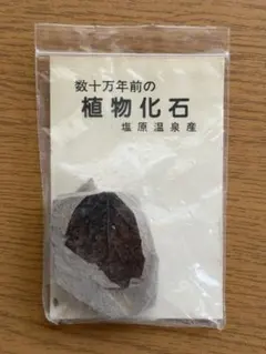 5億3000万年前(カンブリア紀中期) 三葉虫化石 アメリカ ユタ州 - メルカリ