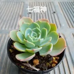 akira様 リクエスト 4点 まとめ商品