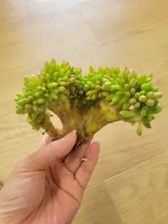 特価 多肉植物 希少 現物 五十鈴玉錦 2苗 抜き苗 - メルカリ