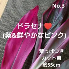 No.1【観葉植物】ドラセナ レッドコンパクタ♥️発根済み♪新芽2箇所