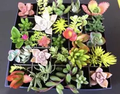 多肉植物　寄植え＆ガーデニング♪