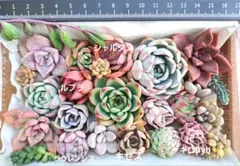 多肉植物⑯　カット苗　名前なし　寄せ植え　多肉弁当