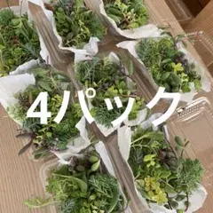 多肉植物　カット苗　4パック 希望あれば育て方送ります　セダム セット