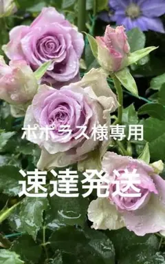 稀少切花品種バラ苗 入手 切り花品種 挿し木苗 スパークリンググラフィティ バラ苗 希少 花