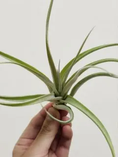 チランジア ベストインクラス Tillandsia - メルカリ