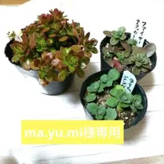 セダムセット、ルテオヴィリデ