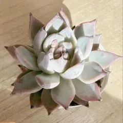 2026年最新】オーズプランツの人気アイテム - メルカリ