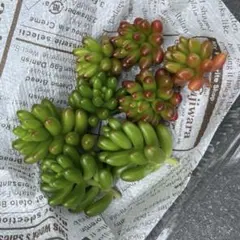 多肉植物 カット苗 虹の玉のサムネイル