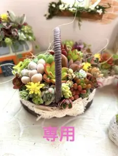 ・:*多肉植物そのまま飾れる・:*おでかけバスケット✴︎3コセット✴︎
