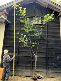 山採り天然 アオダモ 美斑紋 6本株立ち 88 - メルカリ