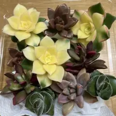 多肉植物カット苗詰め合わせ　5種