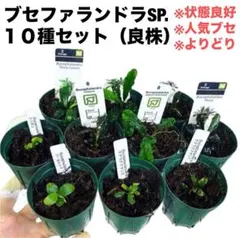 ◇特◇ブセファランドラSP.よりどり15セット（良株） #ブセさかな屋