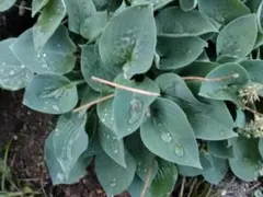 イシュタル様 リクエスト 2点 まとめ商品