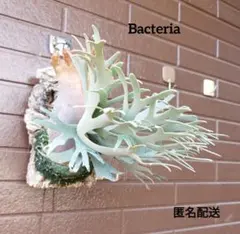 2026年最新】bacteria ビカクシダの人気アイテム - メルカリ