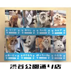 猫カフェMOCHA モカラウンジ渋谷公園通り店 にゃんず名刺