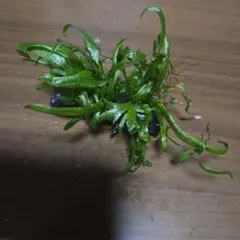 ミクロソリウム トライデント 水草 おまけつきのサムネイル