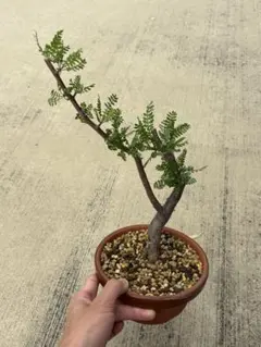 ブルセラ　ミクロフィラ　実生のサムネイル