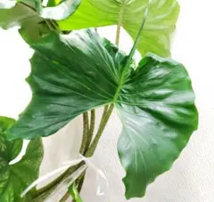 2026年最新】アロカシアスティングレイの人気アイテム - メルカリ