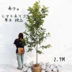 希少。絶品シマトネリコ単木3.0M(鉢底から)【584】 希少。絶品シマトネリコ単木3.0M(鉢底から)【584】 - メルカリ