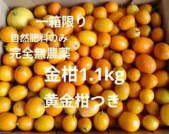 先着1箱限り！超貴重！農薬完全不使用で特別栽培！金柑1.1kg黄金柑つきのサムネイル
