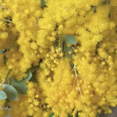 本日発送★パールアカシア　ミモザ　生花　フレッシュ　ネコポス