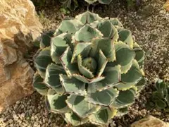 mania☺️様 リクエスト 2点 まとめ商品