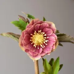 2026年最新】広瀬園芸の人気アイテム - メルカリ