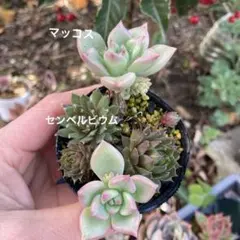 2026年最新】センペルビウムの人気アイテム - メルカリ