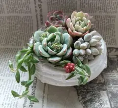 2026年最新】多肉植物エケベリア寄せ植えセット多肉弁当の人気アイテム