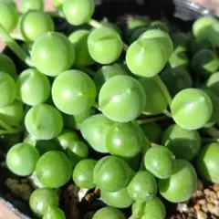 グリーンネックレス 2. 抜き苗 多肉植物