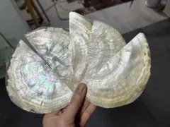 白蝶貝　5枚　螺鈿細工　ハンドメイド　アクセサリー　ルアー作り