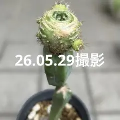2026年最新】サボテン モンストの人気アイテム - メルカリ
