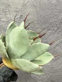 2026年最新】アガベ パリートランカータの人気アイテム - メルカリ