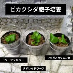 2026年最新】madagascarienseの人気アイテム - メルカリ