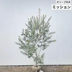 2026年最新】オリーブの木 ミッションの人気アイテム - メルカリ