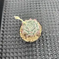 ののい様 リクエスト 2点 まとめ商品