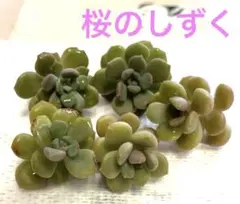 のんのん様 リクエスト 2点 まとめ商品