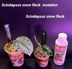 スキンダプサス スノーフレック ミューテーションとノーマルタイプ