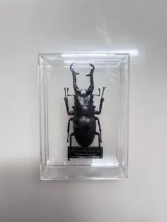 グランディスオオクワガタ 標本 - メルカリ