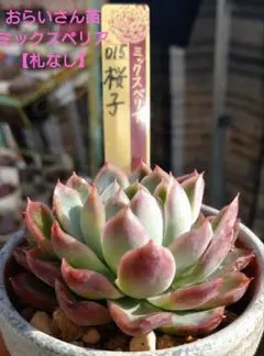 2026年最新】桜子多肉植物の人気アイテム - メルカリ