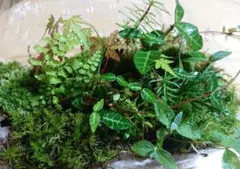夏香る森天然苔の世界　インテリア　テラリウム　盆栽　苔リウム　苔玉のサムネイル