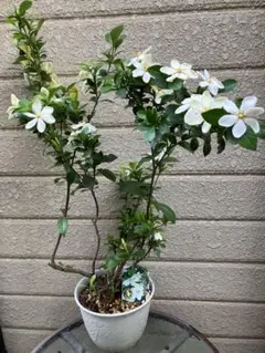 芳香　マルバクチナシ　開花中のサムネイル