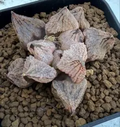 ももぞう様 リクエスト 4点 まとめ商品