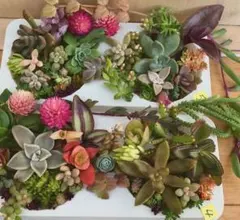 多品種　カラフル　育て方メモ　多肉植物　紅葉が綺麗❤️ 初心者歓迎