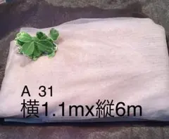 A 31 チュールレース