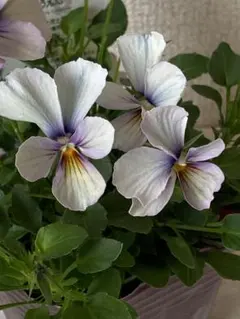 user_a50fc9e1様 リクエスト 2点 まとめ商品