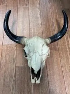 バッファロースカル　短期出品　貴重即決早い者順にて 2026年最新】バッファロースカルの人気アイテム - メルカリ