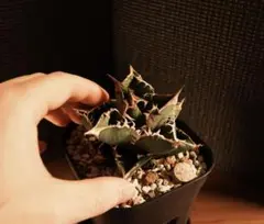 2026年最新】麻花龍の人気アイテム - メルカリ