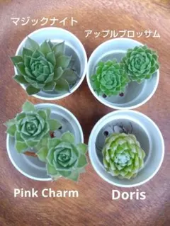 ゆーちゃん様 リクエスト 2点 まとめ商品