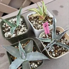 2025年最新】アガベ スノーグローの人気アイテム - メルカリ